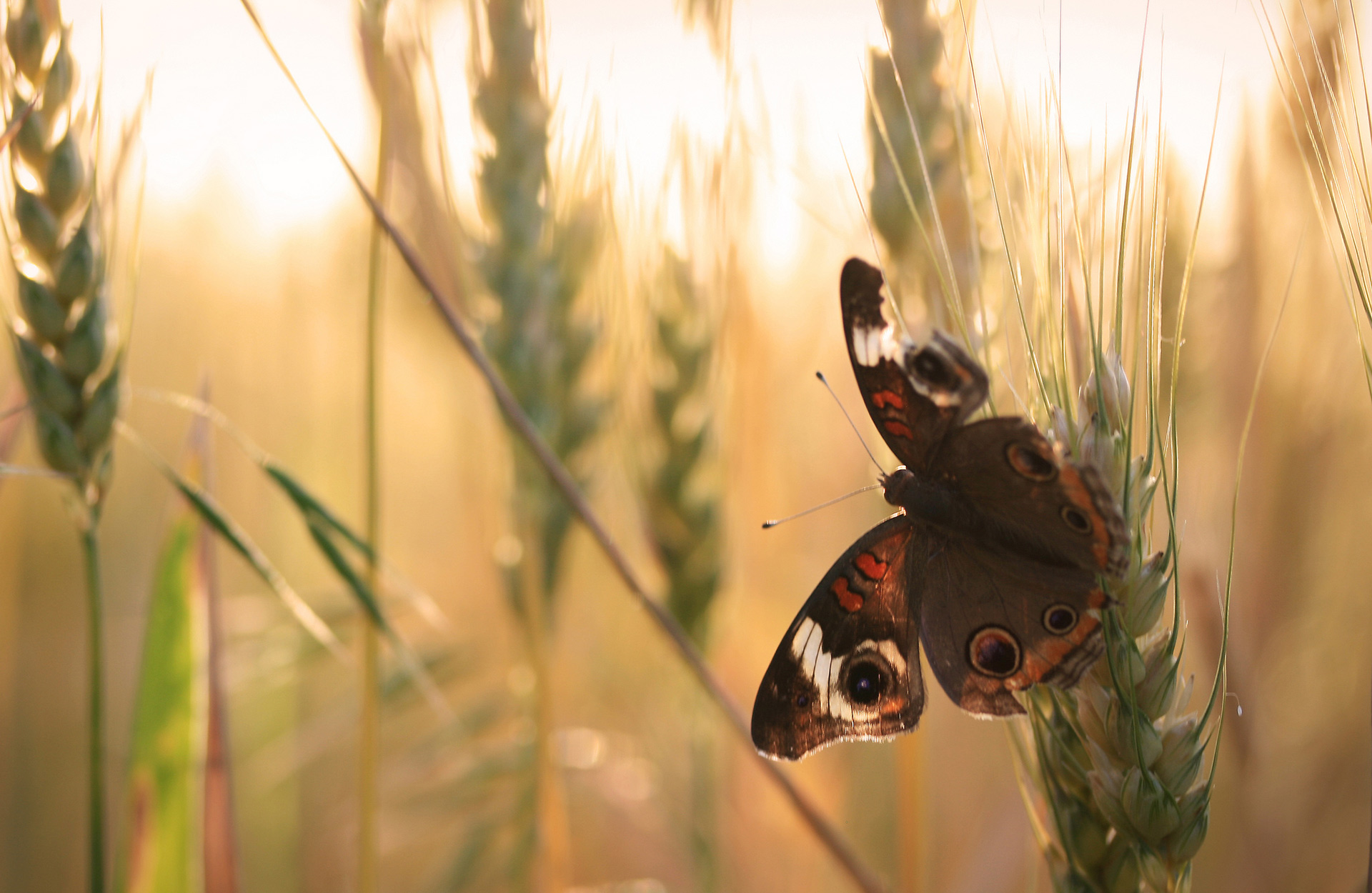 A butterfly in wheat