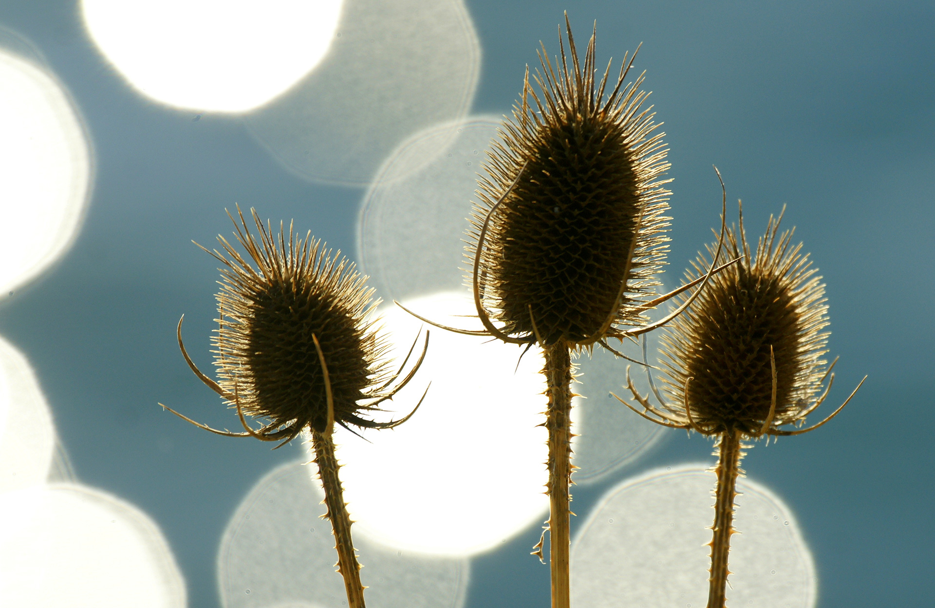 seed heads from a thistle
